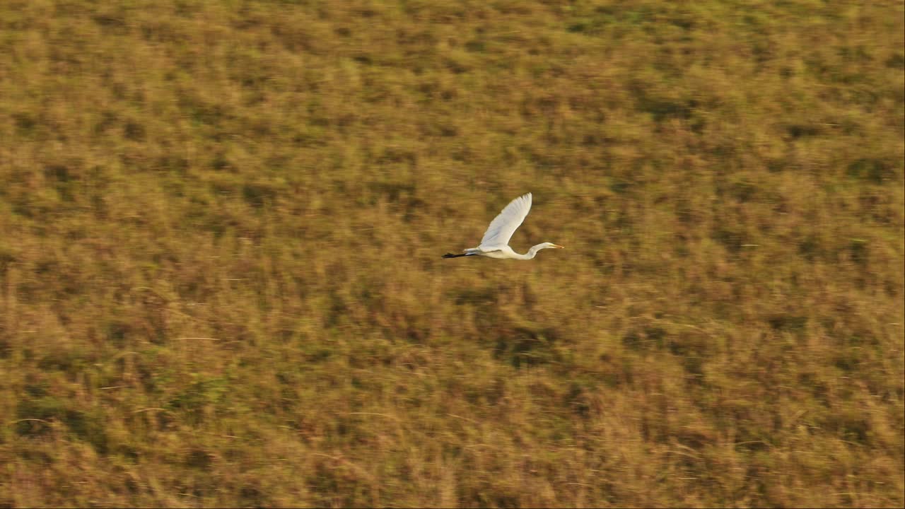 toma en cámara lenta de una toma aérea de un pájaro volando a través de la sabana vacía en un paseo en globo de aire caliente, viaje de aventura de safari en áfrica en masai mara, vida silvestre africana en masai mara, kenia