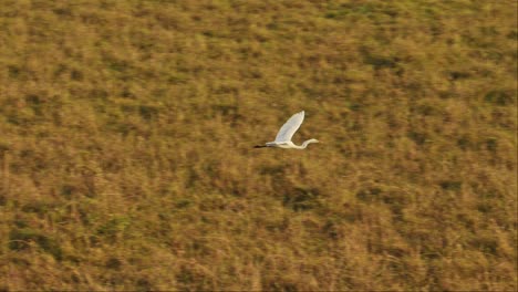 Slow-Motion-Shot-of-Aerial-shot-of-bird-flying-across-the-empty-savannah-on-a-hot-air-balloon-ride,-Africa-Safari-Adventure-travel-in-Masai-Mara,-African-Wildlife-in-Maasai-Mara,-Kenya