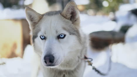 siberian husky pies zaprzęgowy z uderzającymi niebieskimi oczami patrzącymi w kamerę