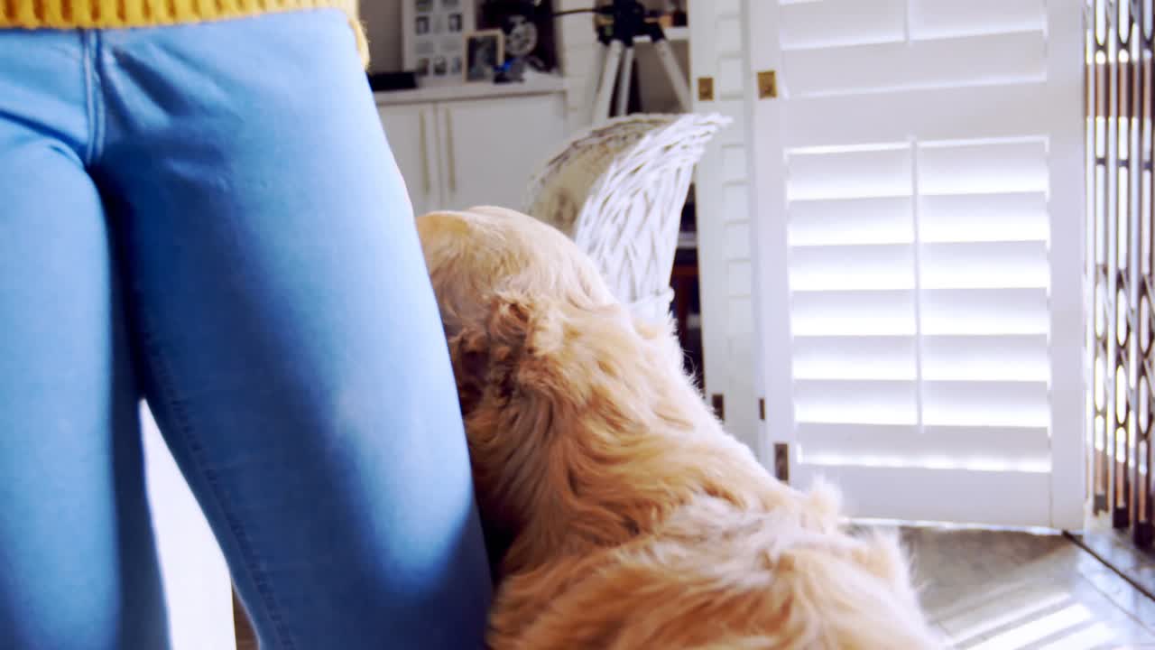 아름다운 여자가 개를  ⁇ 고 있다 4k