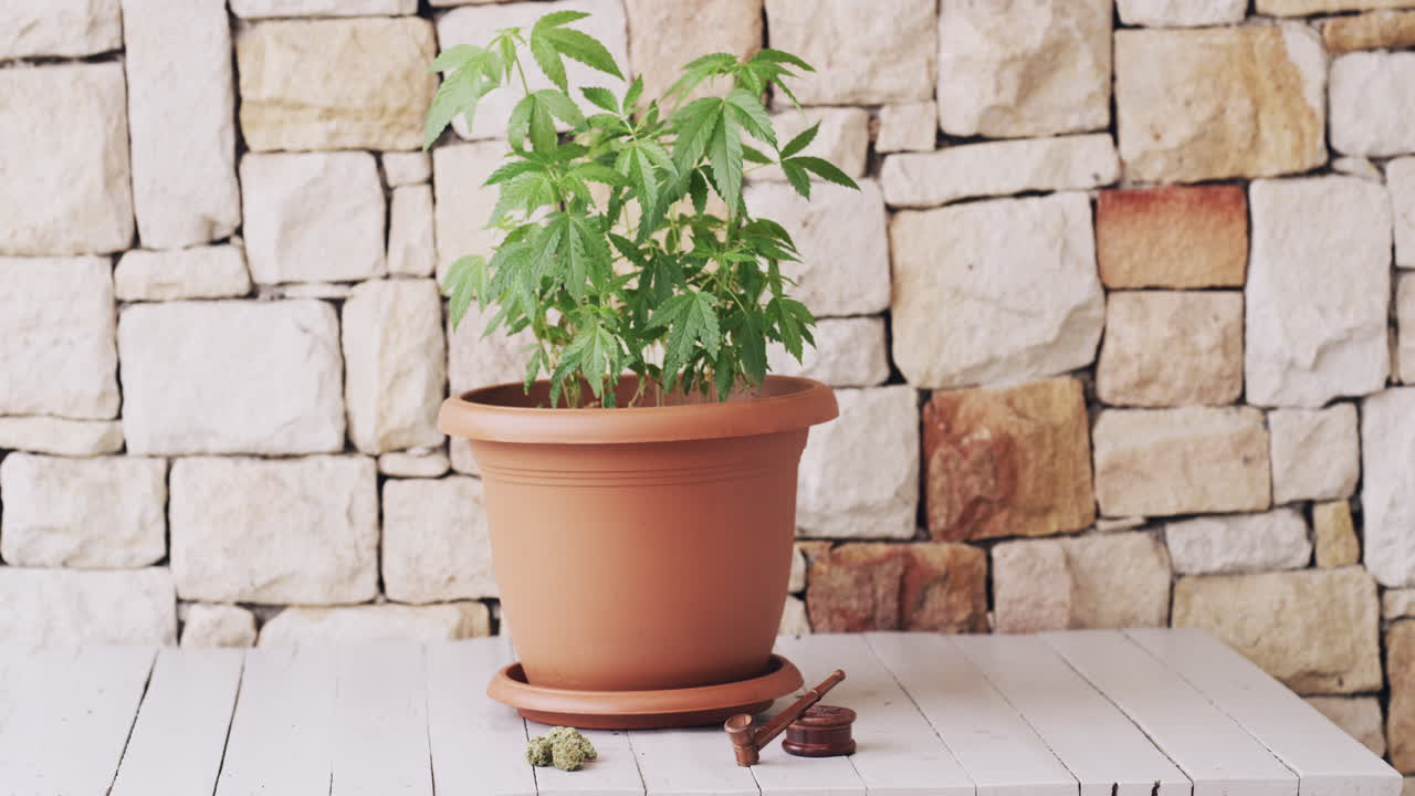 la medicina basada en plantas sigue siendo medicina.