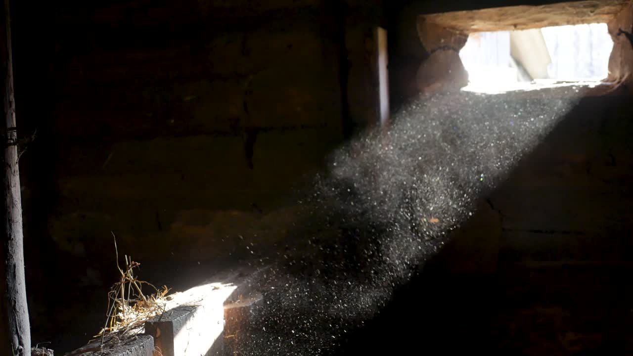 빛의 에 있는 먼지 입자