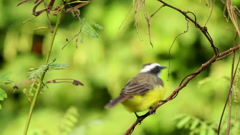 un pájaro cazamos moscas con bordes oxidados en una escena de selva tropical exótica