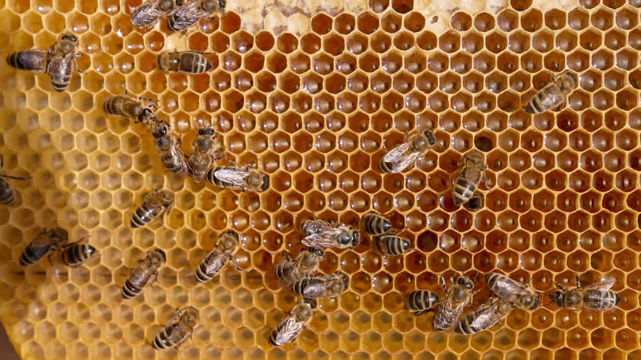 Honey insect working on the frame producing healthy product. Fresh yellow organic honey sparkling in the cells. Close up.