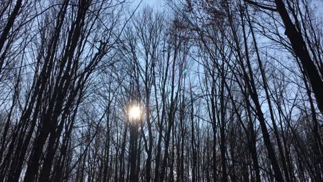 caminando por un camino forestal con el sol en el cielo y la luz del sol atravesando las ramas de los árboles a principios de la temporada de primavera