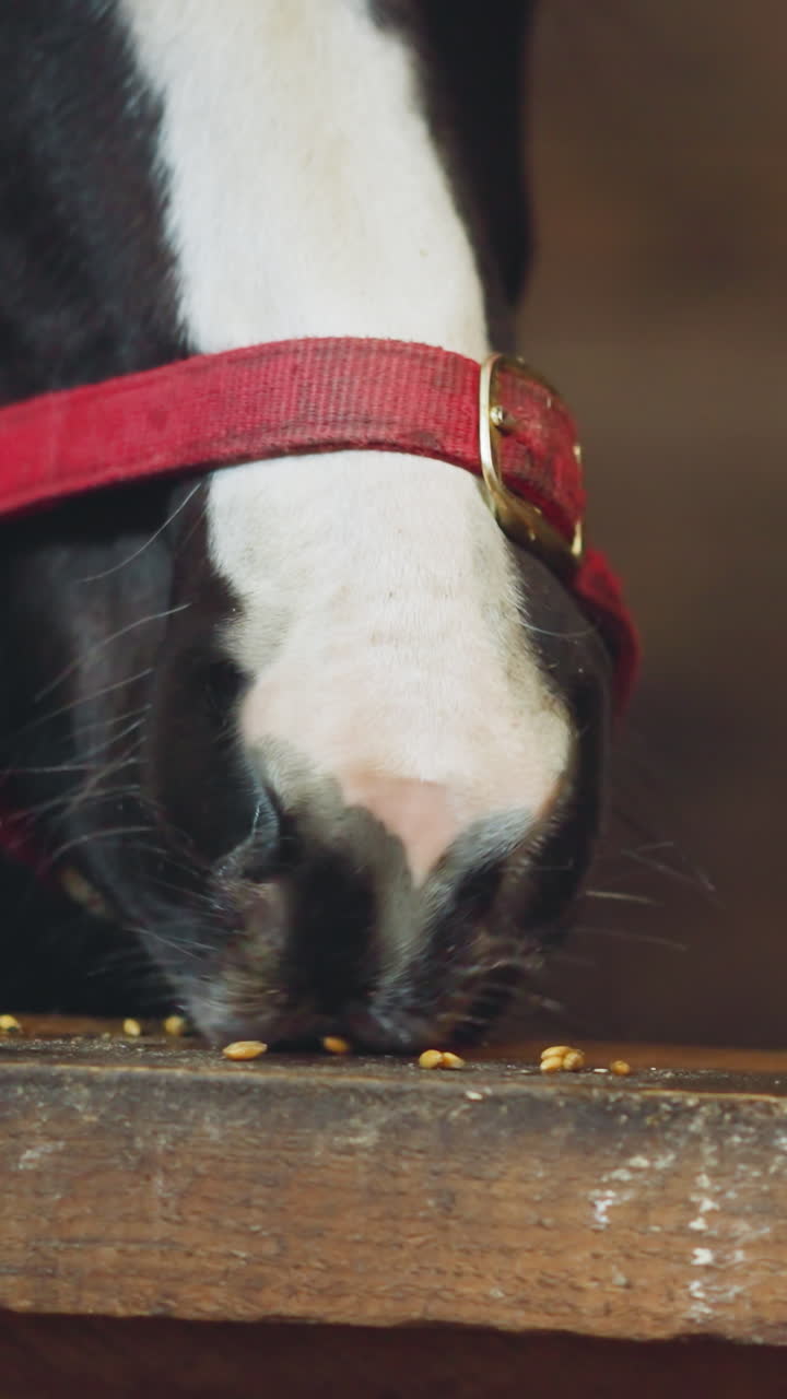 Hungry black and white horses eat scattered food on wooden plank in stall. Cute domestic animals feed in stable on blurred background closeup