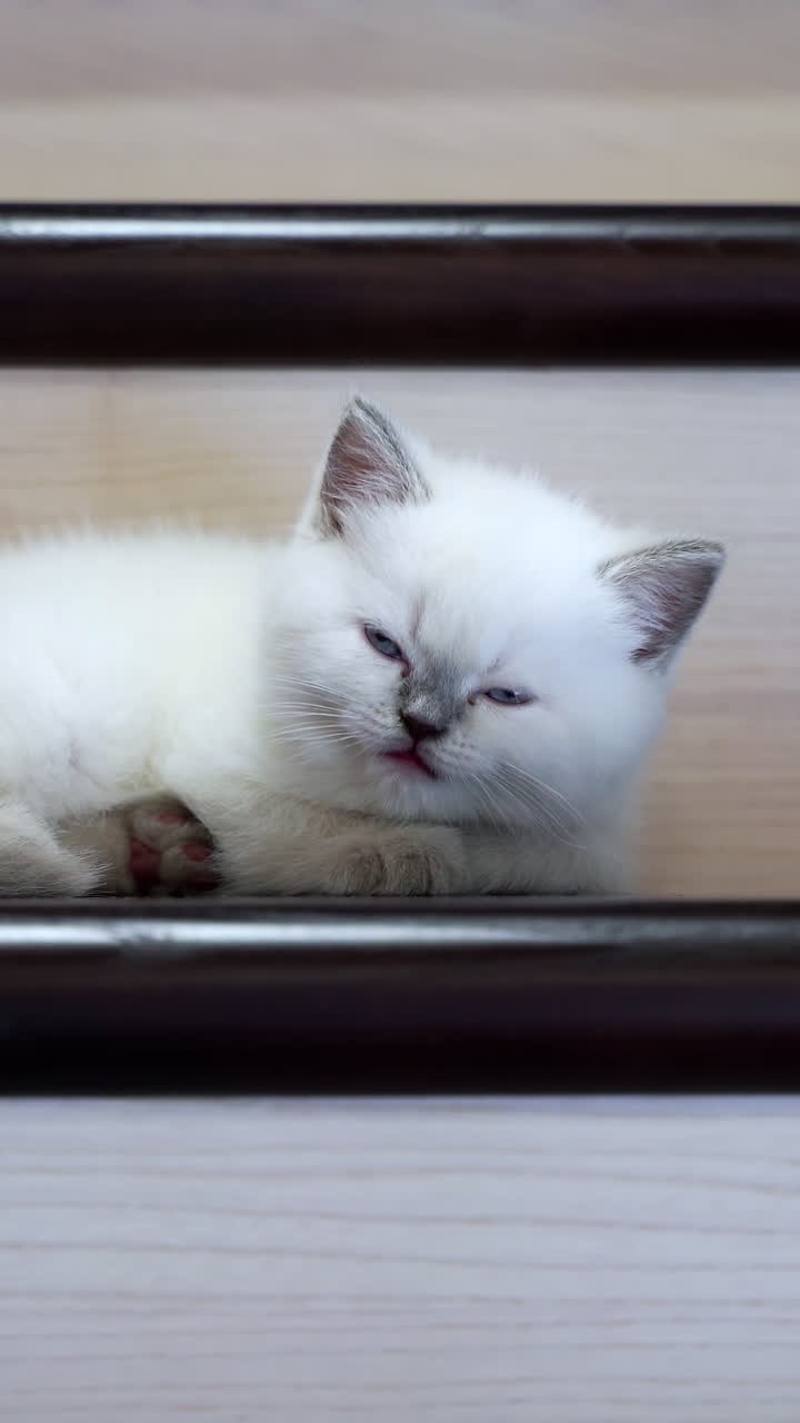 Cat lying on the stairs. Affectionate kitty lies on step of stairs and looks around. Vertical video
