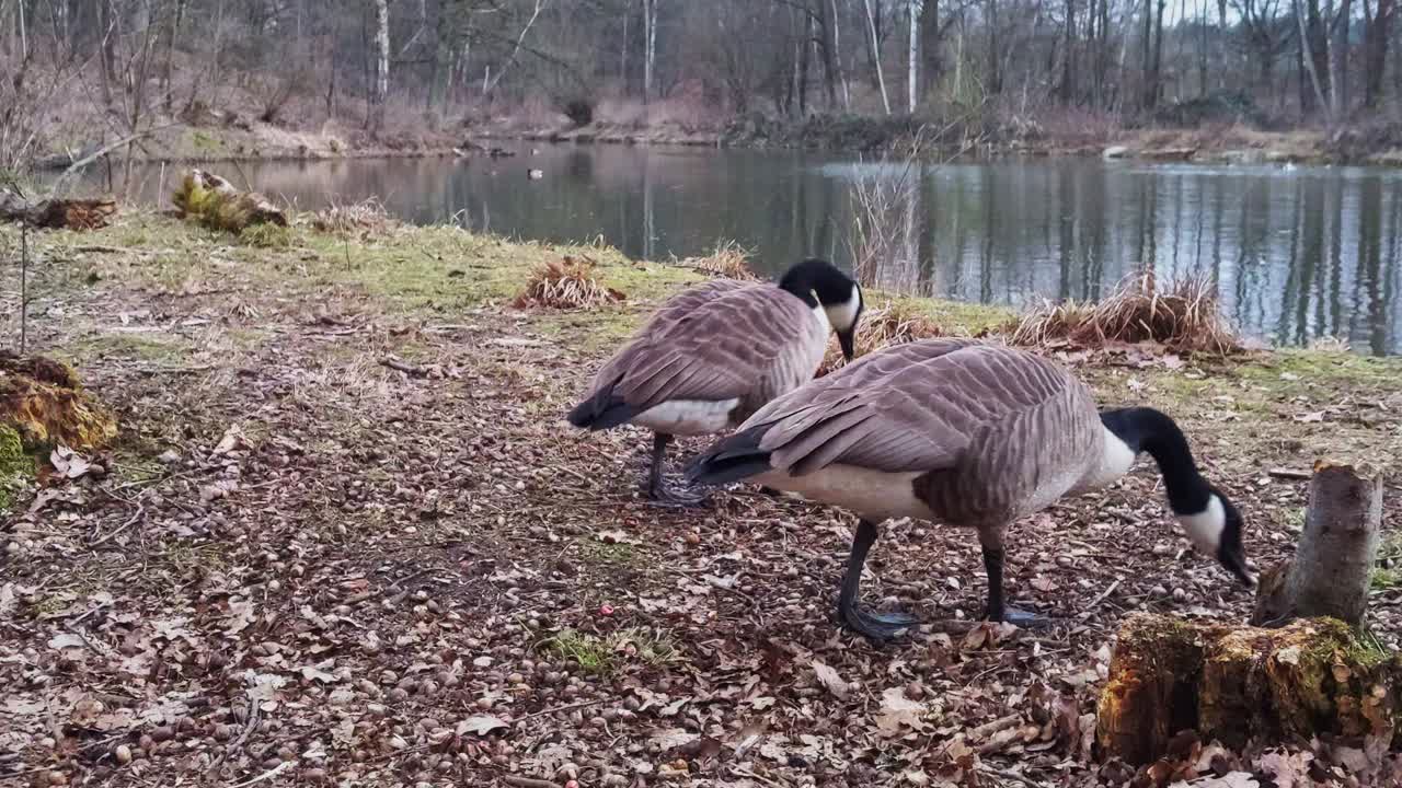 Una coppia di oche canadesi che cammina accanto a uno stagno. Cercano cibo a terra. Primo piano