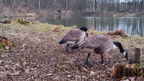 canada geese couple walking next to a pond. seachring for food on the ground. close up
