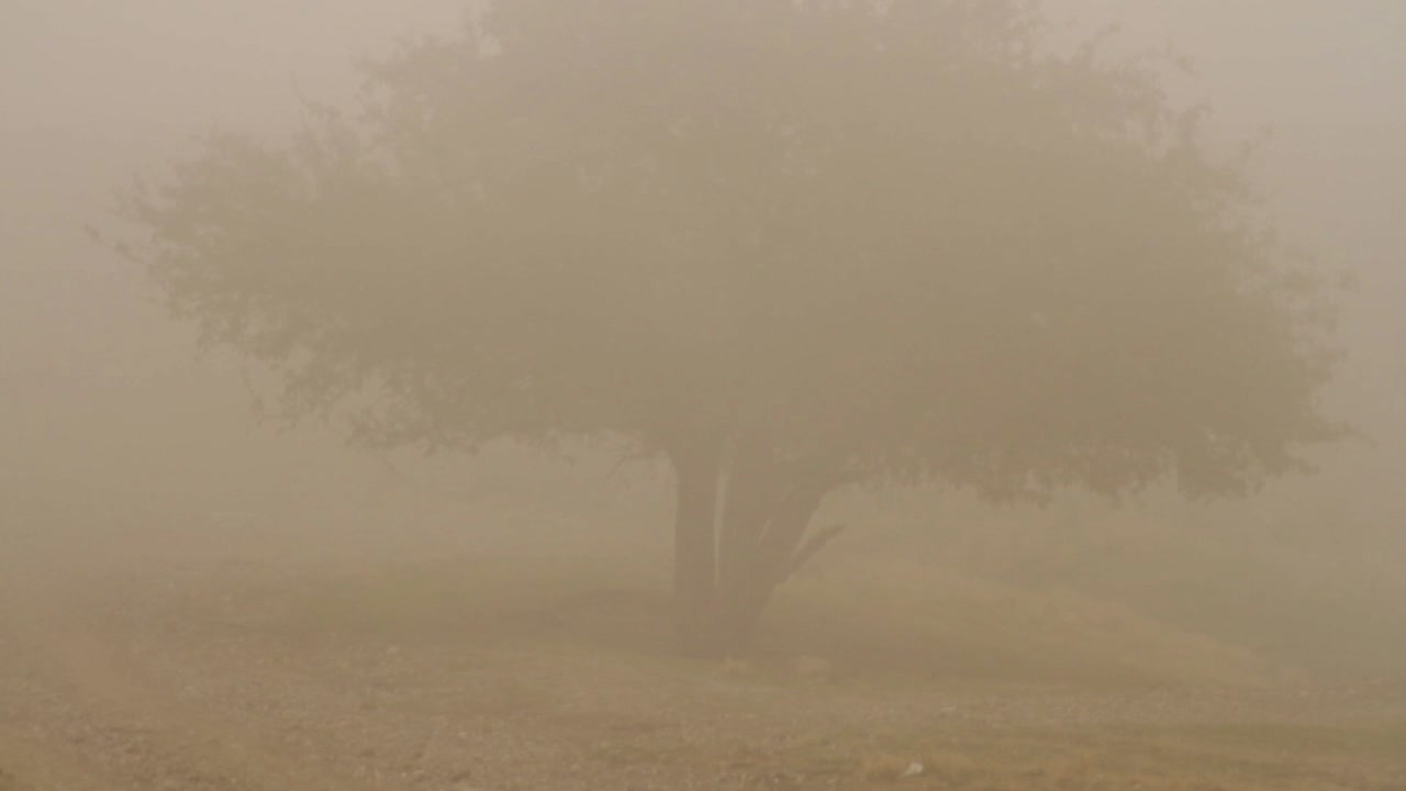 Misty Desert Landscape with a Solitary Tree
