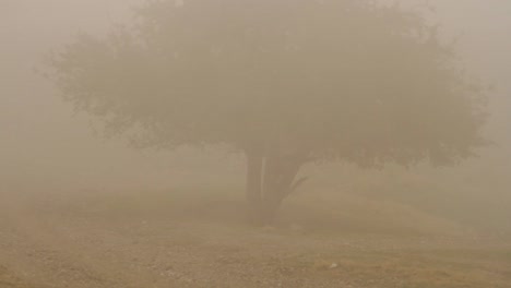 misty desert landscape with tree