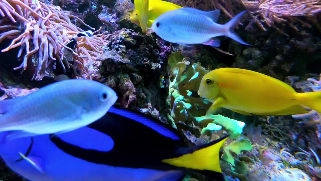 peixes tropicais coloridos no aquário