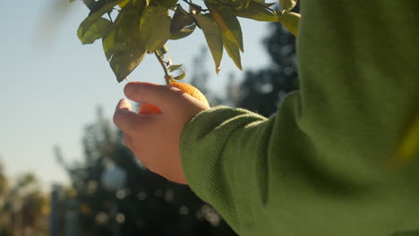 la recolección de naranjas de sol