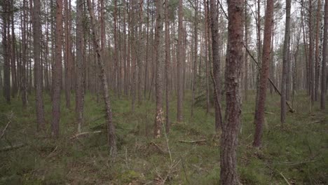 Paseo-Panorámico-Por-El-Bosque-De-Pinos-Jóvenes-En-Un-Día-Nublado-Y-Sombrío