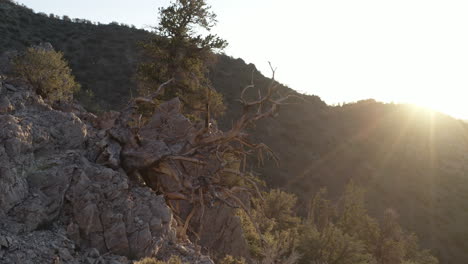 Bird-eye-view-of-old-tree-branches-on-forest-of-ancient-bristlecone-pine,-California,-United-states