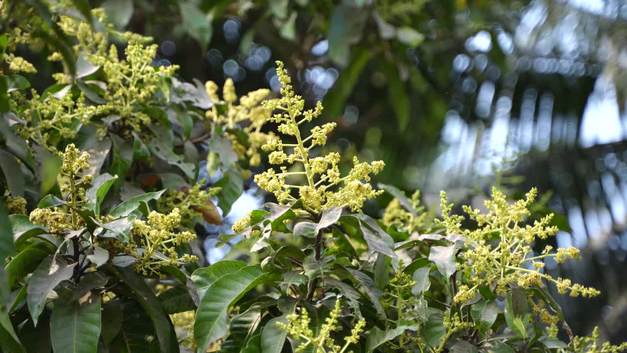 The mango tree has blossomed.