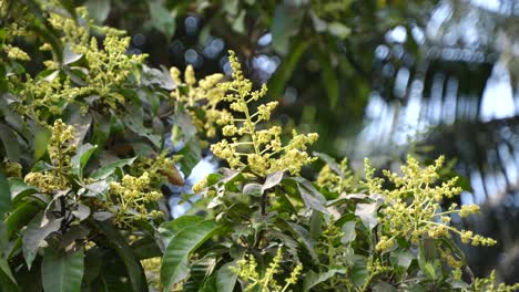 the mango tree has blossomed.