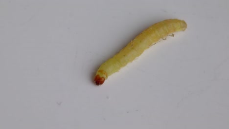 indianmeal moth larva crawling on surface. closeup shot