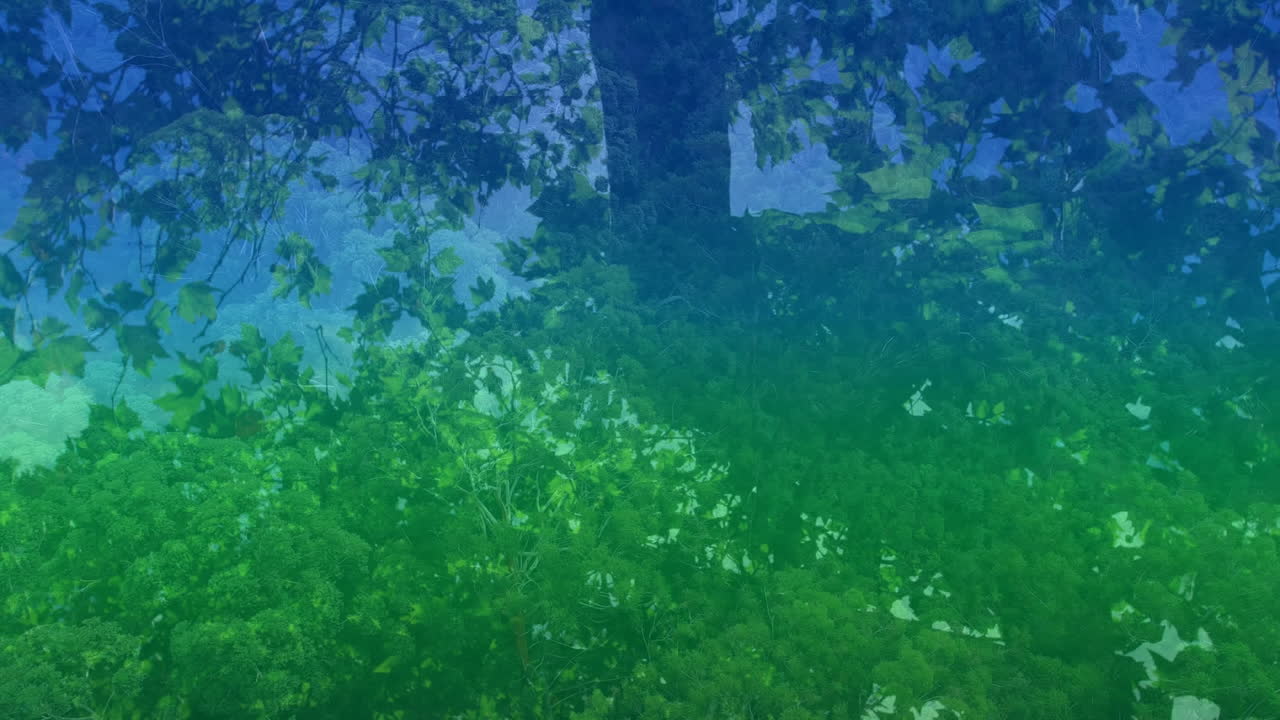 숲 위의 다채로운 빛의 애니메이션