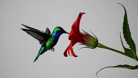 close-up video of a vibrant hummingbird hovering near a red flower, captured from a side angle