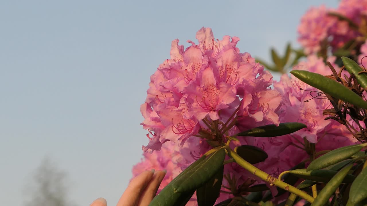 Tangan Menyentuh Lembut Bunga Merah Muda, Azalea Indah di Taman