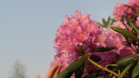 la mano tocando la flor rosa suavemente, hermosa azalea en el jardín