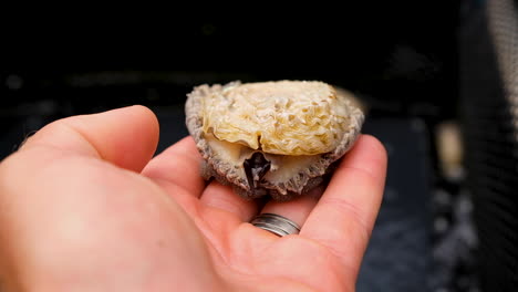 face to face with a shy south african abalone