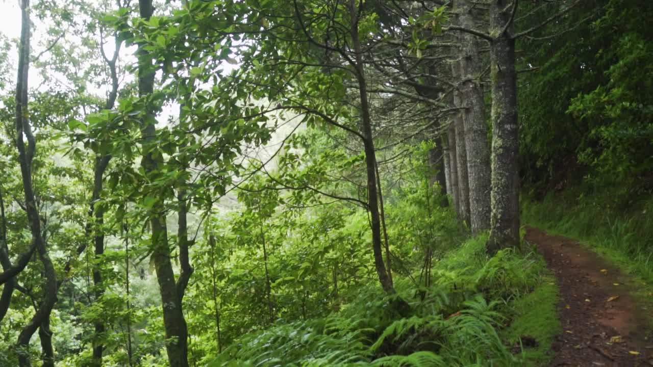 sendero de senderismo forestal