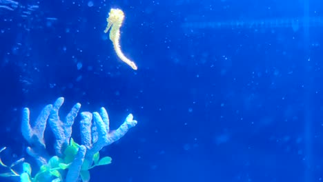 seahorse swimming in crystal clear water in the aquarium in atlantis hotel zoo in the bahamas