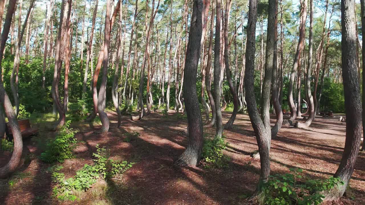 Slow, low flight through the "crooked forest" or "magic forest," a grove of oddly-shaped Scots pine trees near the town of Gryfino, Poland in the morning sun