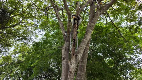 the dusky leaf monkey (trachypithecus obscurus), also known as the spectacled langur or the spectacled leaf monkey. a mother and her baby in ao manao thailand near the beach