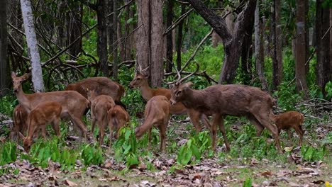 the eld's deer is an endangered species due to habitat loss and hunting