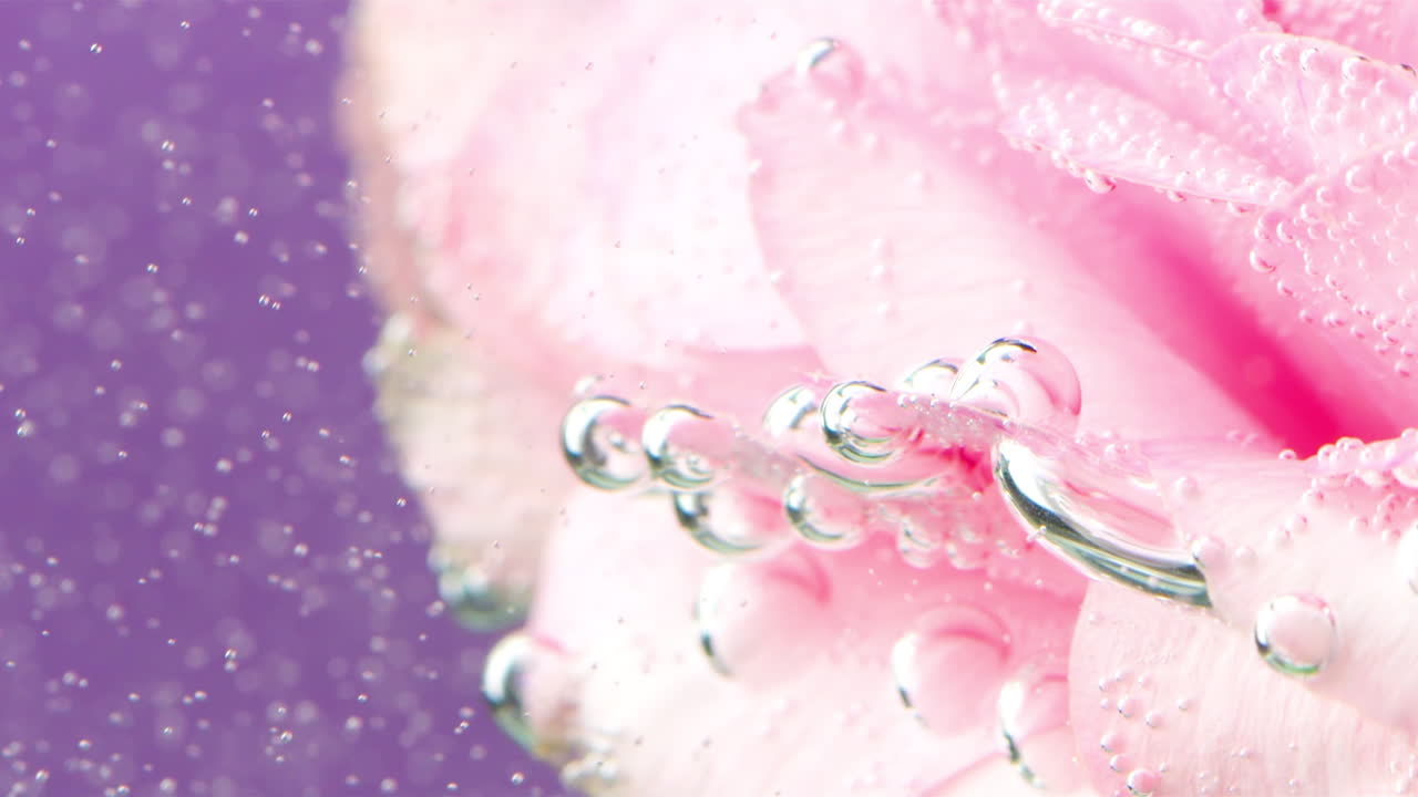 거품이 있는 물 의 분홍색 장미 잎자루