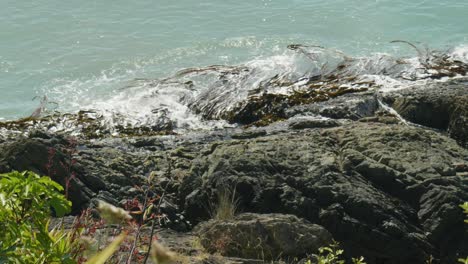 Dance-of-the-Waves:-Seaweed-gracefully-entwined-in-the-rhythm-of-breaking-waves-along-the-captivating-shoreline