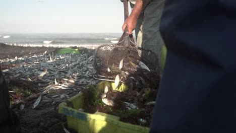 Slow-motion-of-fresh-fish-collected-from-nets,-traditional-fishery,-Art-Xavega-in-Mira-beach,-Close-up-shot