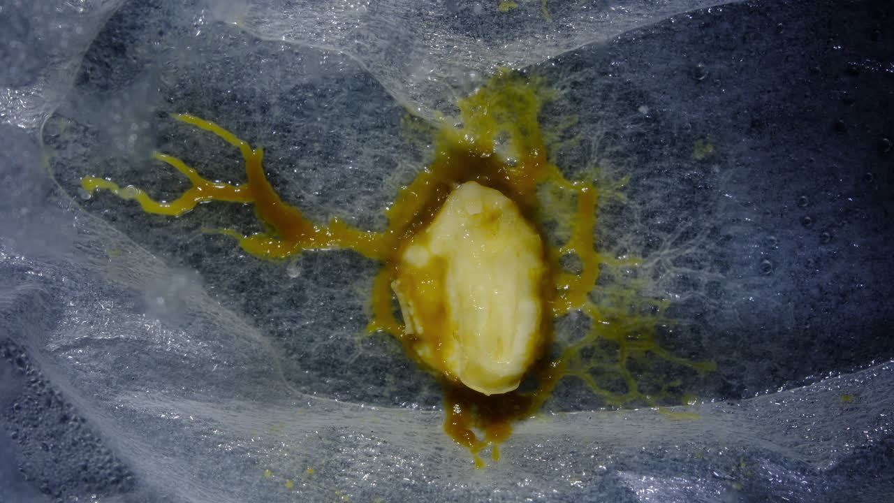 Close-up of a Slime Mold Growing on a Surface