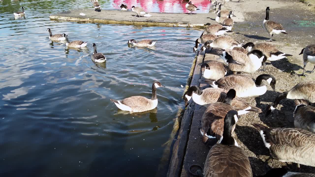 물 속으로 들어가는 캐나다 거위 브란타 캐나데니스 (branta canadensis) 는 영국 모트 호수에서 헤엄치고 있습니다.