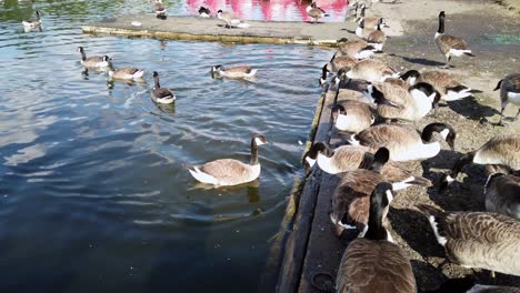 Die-Kanadischen-Gänse-Branta-Canadensis-Gehen-Ins-Wasser-Und-Waten-Im-Mote-Lake-Im-Vereinigten-Königreich