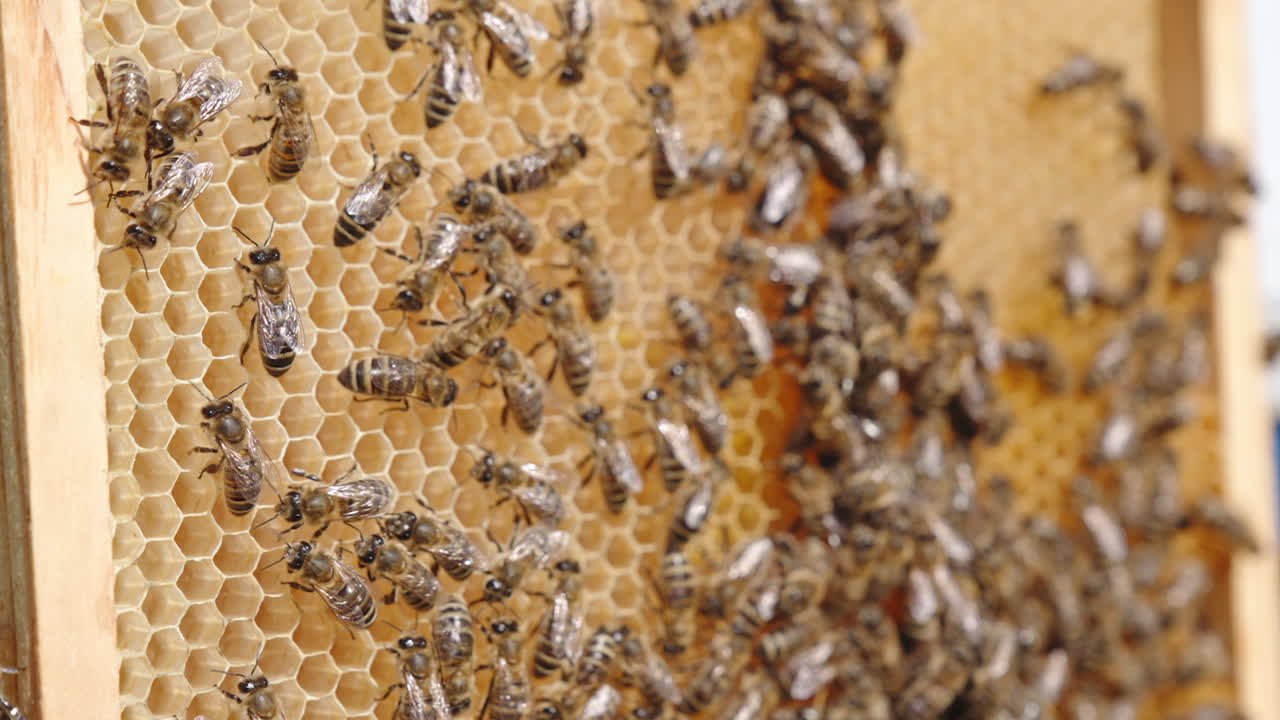 Colony of worker bees crawling over the empty wax cells. Honey insects made new cells for honey. Close up. Blurred backdrop.