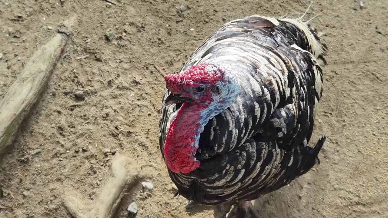 땅 위에 있는 칠면조