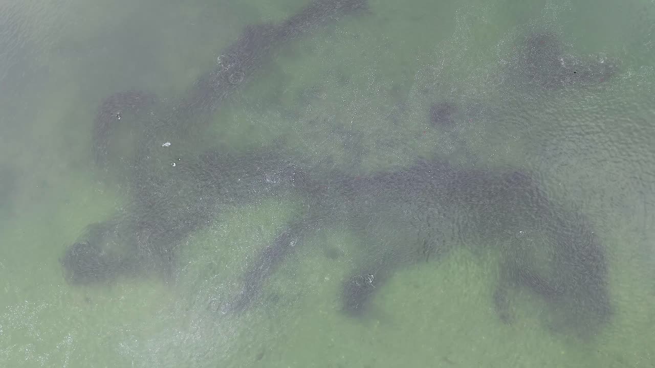 Aerial View of a Large School of Fish in a Body of Water