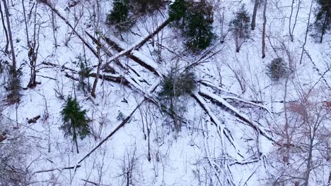 slow-motion drone of dense forest covered in snow with fallen trees, latvia