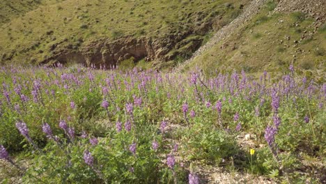 Lupine,-Wüstenblumen-Und-Ein-Monarchfalter-In-Einem-Feld-Oberhalb-Von-Borrego-Springs,-Kalifornien