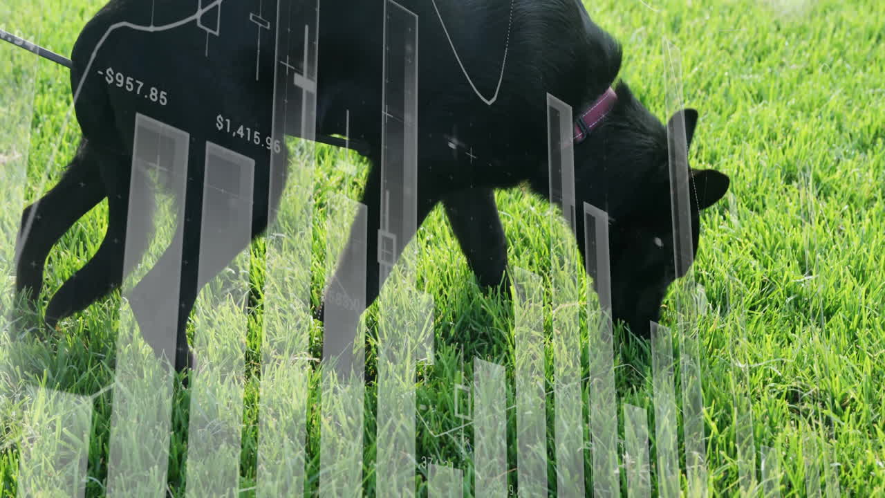 Black dog sniffing grass with transparent bar graph animation overlay