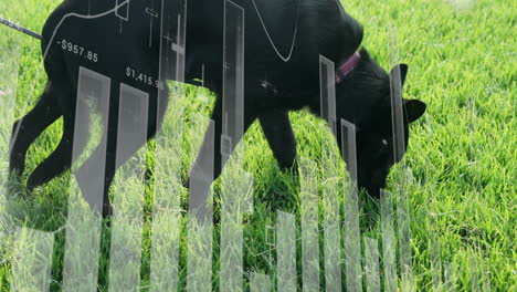 black dog sniffing grass with transparent bar graph animation overlay