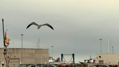 grabación de video en cámara lenta de gaviotas flotando por encima de la superficie del agua, con un telón de fondo de pequeños barcos y botes