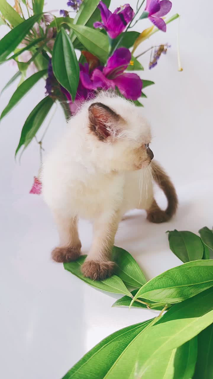 Kitten surrounded by flowers and leaves