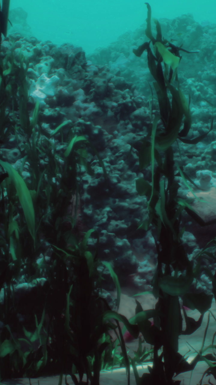 Exploring a vibrant underwater ecosystem with coral reefs and sea plants