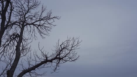 Silueta-De-Un-árbol-De-Hoja-Caduca-Durante-El-Invierno