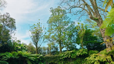 Camera-moving-forward-unveiling-picturesque-green-lush-tropical-forest